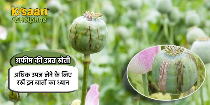 अफीम की उन्नत खेती, अधिक उपज लेने के लिए रखें इन बातों का ध्यान